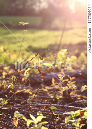 Mixed forest area after felling with young growth. 127504054