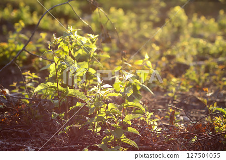 Mixed forest area after felling with young growth. 127504055