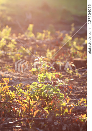 Mixed forest area after felling with young growth. 127504056