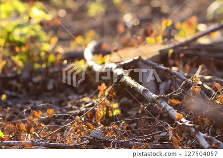 Mixed forest area after felling with young growth. 127504057