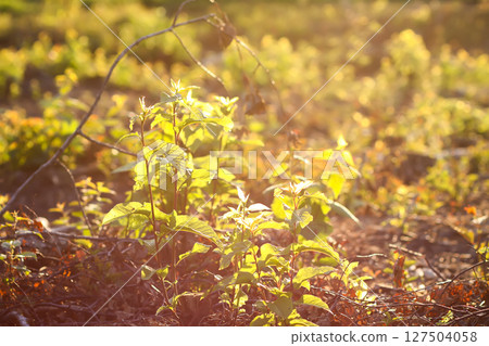 Mixed forest area after felling with young growth. 127504058