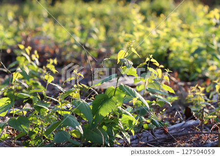 Mixed forest area after felling with young growth. 127504059