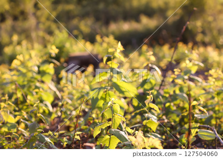 Mixed forest area after felling with young growth. Mixed forest area after felling with young growth. 127504060