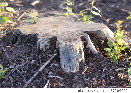 Mixed forest area after felling with young growth. 127504061
