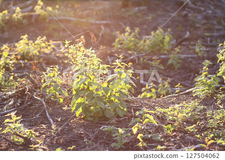 Mixed forest area after felling with young growth. 127504062