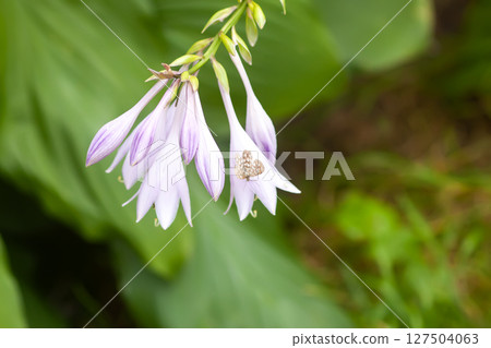 Hosta plant with purple flowers. Hosta plant with purple flowers. 127504063
