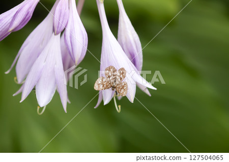Hosta plant with purple flowers. Hosta plant with purple flowers. 127504065