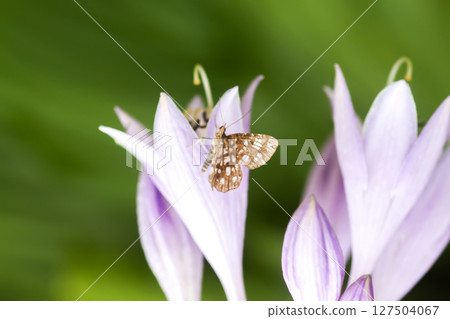 Hosta plant with purple flowers. Hosta plant with purple flowers. 127504067