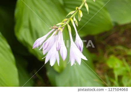 Hosta plant with purple flowers. 127504068