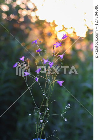 Campanula flowers. Floral decor outdoors. 127504086