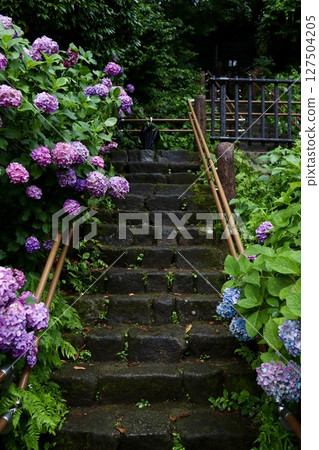Hydrangea blooming on the stairs 127504205