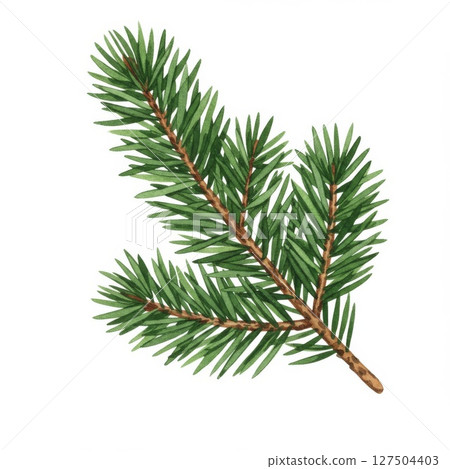 Detailed Watercolor Painting of a Pine Branch 127504403
