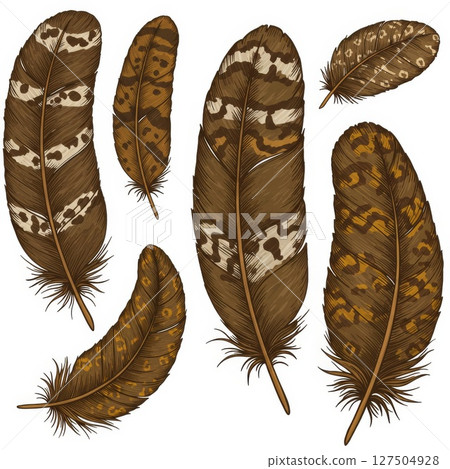 Brown and Beige Bird Feathers Set Illustration Brown and Beige Bird Feathers Set Illustration 127504928