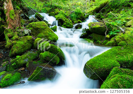 [Stream material] Fresh green stream and splashes of water [Nagano Prefecture] 127505356