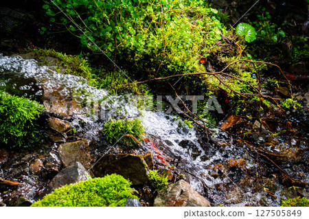 [水花飛濺] 山澗水花飛濺 [長野縣] 127505849