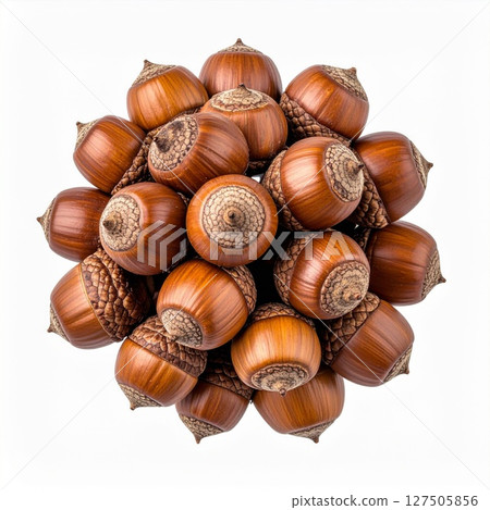 Brown Acorn Cluster on White Background 127505856