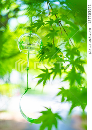 【夏季素材】風鈴、新楓葉、藍天【長野縣】 【夏季素材】風鈴、新楓葉、藍天【長野縣】 127505961
