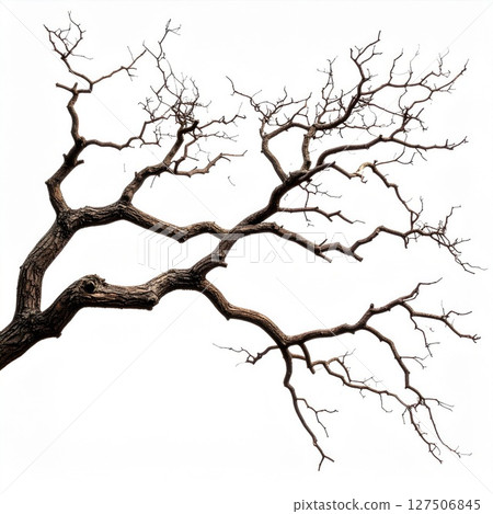 Bare Tree Branch Against White Background 127506845