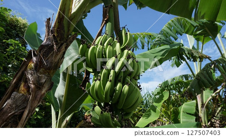 熱帶水果香蕉 127507403