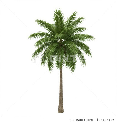 Single Green Palm Tree on White Background Single Green Palm Tree on White Background 127507446