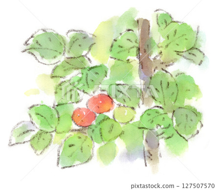 一幅水彩畫描繪了一種生長在春季至雨季的植物,名為 Prunus tomentosa,它結著可愛的櫻桃狀果實 一幅水彩畫描繪了一種生長在春季至雨季的植物,名為 Prunus tomentosa,它結著可愛的櫻桃狀果實 127507570