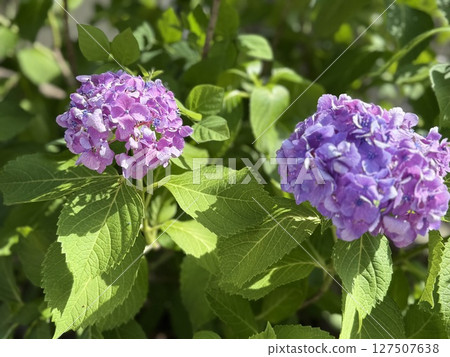 繡球花在雨季清澈盛開 127507638
