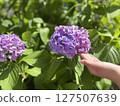 在雨季陽光明媚的日子裡盛開的繡球花和孩子的手 127507639