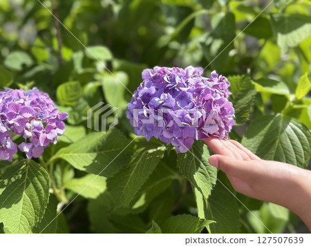 在雨季陽光明媚的日子裡盛開的繡球花和孩子的手 127507639