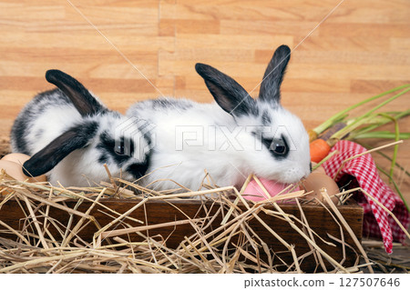 Two cute white rabbits with black markings resting in straw-filled wooden crate with eggs, fresh carrots, and checkered cloth background on wooden surface 127507646