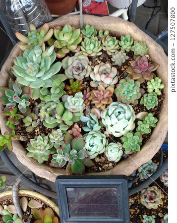 Planting succulent plants 127507800