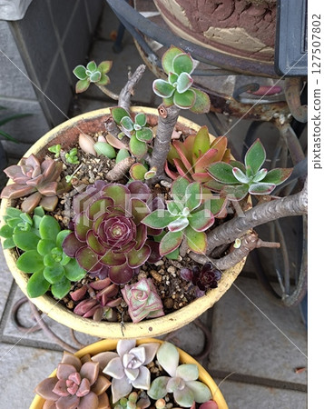 種植在花盆裡的多肉植物 種植在花盆裡的多肉植物 127507802