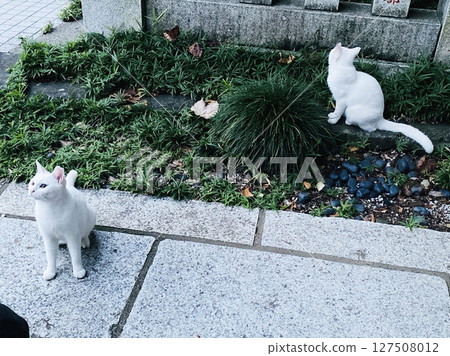 兩隻白貓 127508012