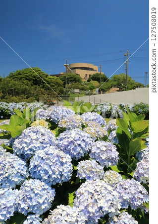 繡球花盛開的公園廣場 繡球花盛開的公園廣場 127508019