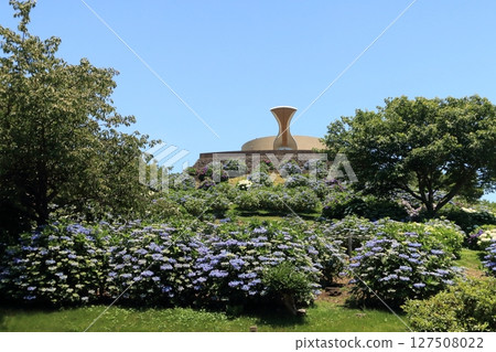 繡球花盛開的公園廣場 127508022