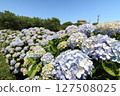 A park square where hydrangeas bloom 127508025