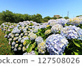 A park square where hydrangeas bloom 127508026