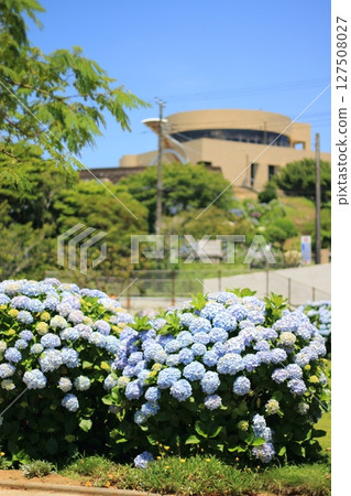 繡球花盛開的公園廣場 繡球花盛開的公園廣場 127508027