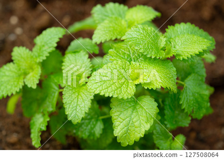 在庭院裡種植的檸檬香脂 在庭院裡種植的檸檬香脂 127508064