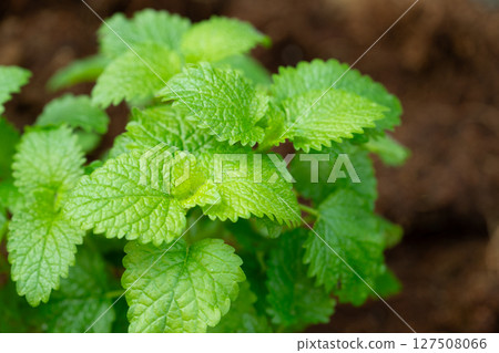 在庭院裡種植的檸檬香脂 127508066