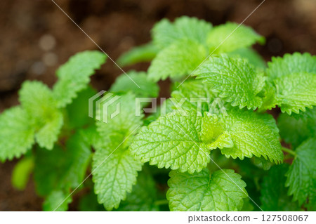 Lemon balm planted in the garden 127508067