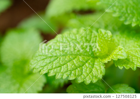 檸檬香蜂草葉子特寫 檸檬香蜂草葉子特寫 127508125