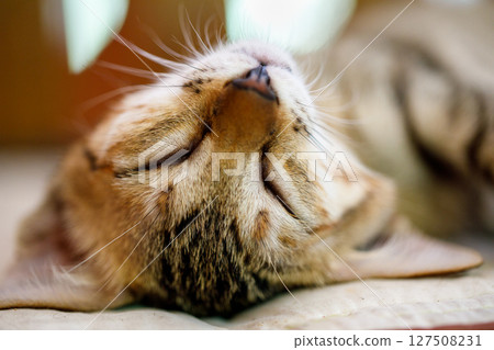 Adorable tabby kitten sleeping with mouth slightly open and visible tongue Adorable tabby kitten sleeping with mouth slightly open and visible tongue 127508231