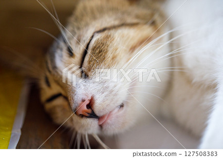 Sleeping tabby kitten closeup with tongue out and peaceful expression Sleeping tabby kitten closeup with tongue out and peaceful expression 127508383