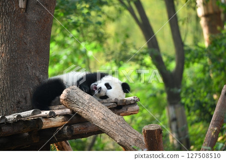 Baby panda relaxing on a wooden deck 127508510