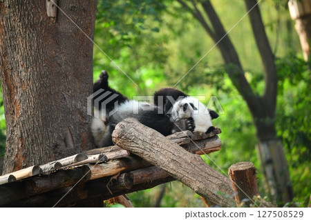 Baby panda relaxing on a wooden deck 127508529