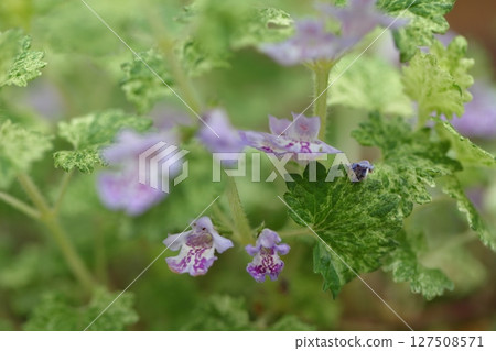 牡蠣花朵 127508571