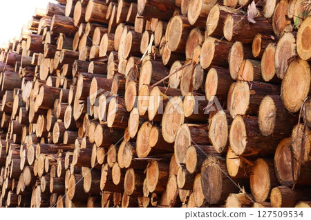 木材場、林業、原木、暫時儲存 127509534
