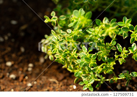 花園裡種植的黃金時間 花園裡種植的黃金時間 127509731