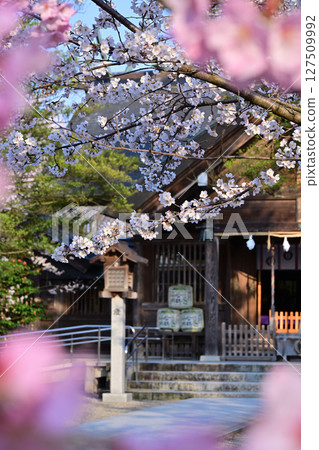 Cherry blossoms at Kushida Shrine 127509992