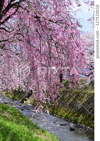 Toyama, Nanto City: Cherry blossom trees along the Daimon River Toyama, Nanto City: Cherry blossom trees along the Daimon River 127510016